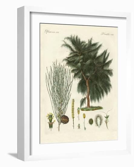 The Four-Flapped Casuarina-null-Framed Giclee Print