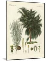 The Four-Flapped Casuarina-null-Mounted Giclee Print