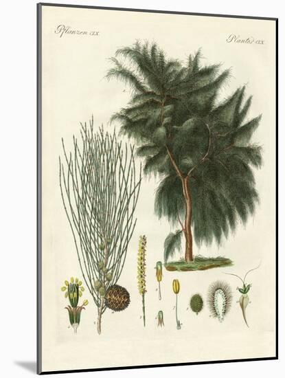 The Four-Flapped Casuarina-null-Mounted Giclee Print