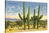 The Four Horsemen, Saguaro Cacti-null-Stretched Canvas