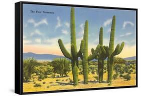 The Four Horsemen, Saguaro Cacti-null-Framed Stretched Canvas