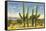 The Four Horsemen, Saguaro Cacti-null-Framed Stretched Canvas