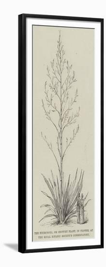 The Fourcroya, or Century Plant, in Flower, at the Royal Botanic Society's Conservatory-null-Framed Giclee Print