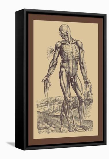 The Fourth Plate of the Muscles-Andreas Vesalius-Framed Stretched Canvas