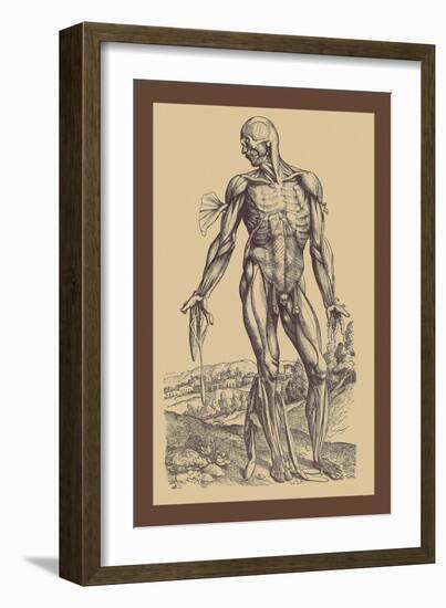 The Fourth Plate of the Muscles-Andreas Vesalius-Framed Art Print