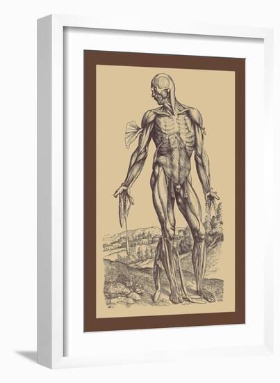 The Fourth Plate of the Muscles-Andreas Vesalius-Framed Art Print