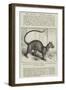 The Foussa (Cryptoprocta Ferox), at the Zoological Society's Gardens-Alexander Francis Lydon-Framed Giclee Print