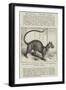 The Foussa (Cryptoprocta Ferox), at the Zoological Society's Gardens-Alexander Francis Lydon-Framed Giclee Print