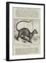 The Foussa (Cryptoprocta Ferox), at the Zoological Society's Gardens-Alexander Francis Lydon-Framed Giclee Print