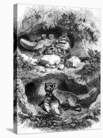 The Fox Burrow, Vintage Engraved Illustration. Magasin Pittoresque 1867.-Morphart-Stretched Canvas