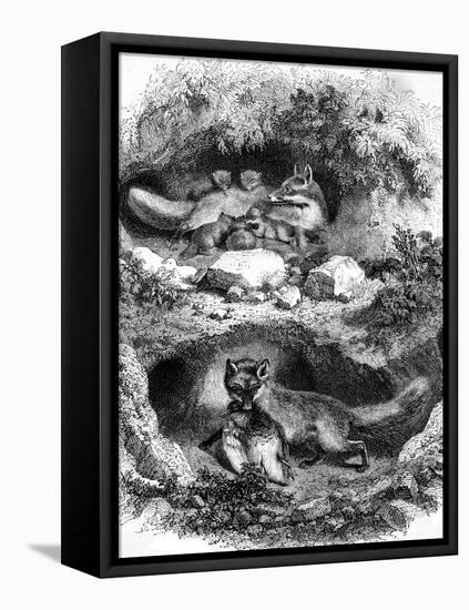 The Fox Burrow, Vintage Engraved Illustration. Magasin Pittoresque 1867.-Morphart-Framed Stretched Canvas