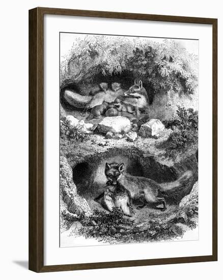 The Fox Burrow, Vintage Engraved Illustration. Magasin Pittoresque 1867.-Morphart-Framed Photographic Print