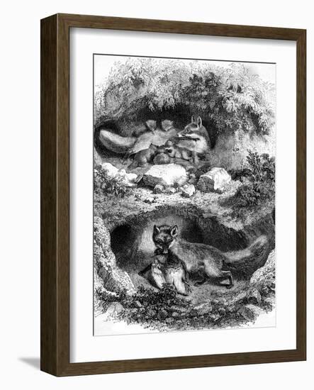 The Fox Burrow, Vintage Engraved Illustration. Magasin Pittoresque 1867.-Morphart-Framed Photographic Print