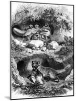 The Fox Burrow, Vintage Engraved Illustration. Magasin Pittoresque 1867.-Morphart-Mounted Photographic Print