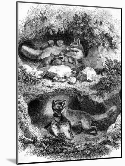 The Fox Burrow, Vintage Engraved Illustration. Magasin Pittoresque 1867.-Morphart-Mounted Photographic Print