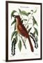 The Fox Coloured Thrush, 1749-73-Mark Catesby-Framed Giclee Print