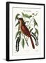 The Fox Coloured Thrush, 1749-73-Mark Catesby-Framed Giclee Print