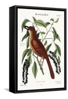 The Fox Coloured Thrush, 1749-73-Mark Catesby-Framed Stretched Canvas
