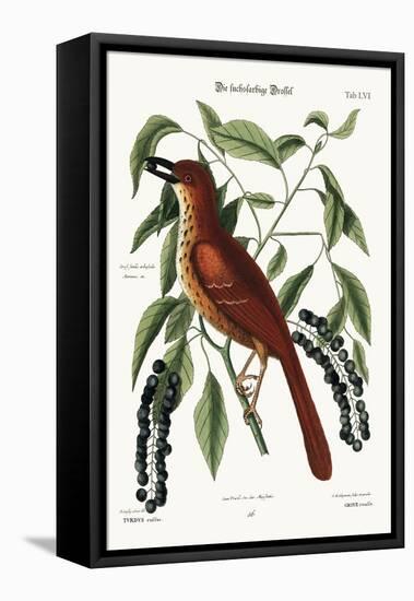 The Fox Coloured Thrush, 1749-73-Mark Catesby-Framed Stretched Canvas