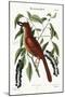 The Fox Coloured Thrush, 1749-73-Mark Catesby-Mounted Premium Giclee Print
