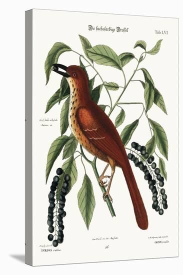 The Fox Coloured Thrush, 1749-73-Mark Catesby-Stretched Canvas