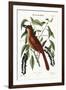 The Fox Coloured Thrush, 1749-73-Mark Catesby-Framed Giclee Print