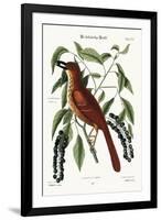 The Fox Coloured Thrush, 1749-73-Mark Catesby-Framed Giclee Print