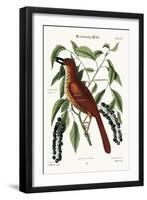 The Fox Coloured Thrush, 1749-73-Mark Catesby-Framed Giclee Print