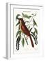 The Fox Coloured Thrush, 1749-73-Mark Catesby-Framed Giclee Print