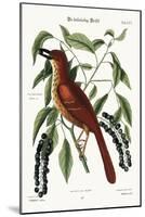 The Fox Coloured Thrush, 1749-73-Mark Catesby-Mounted Giclee Print