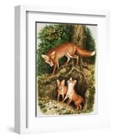 The Fox Family, Illustration from 'Once Upon a Time', 1971-John Chalkley-Framed Giclee Print