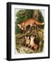 The Fox Family, Illustration from 'Once Upon a Time', 1971-John Chalkley-Framed Giclee Print