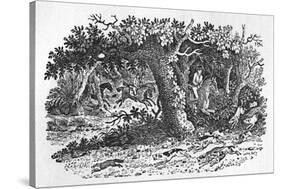 The Fox Turns-Thomas Bewick-Stretched Canvas