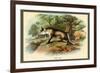 The Fox-Sir William Jardine-Framed Premium Giclee Print