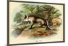 The Fox-Sir William Jardine-Mounted Premium Giclee Print