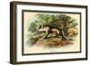 The Fox-Sir William Jardine-Framed Art Print