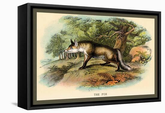 The Fox-Sir William Jardine-Framed Stretched Canvas