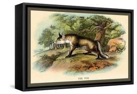 The Fox-Sir William Jardine-Framed Stretched Canvas