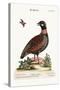 The Francolin, 1749-73-George Edwards-Stretched Canvas