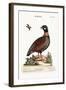 The Francolin, 1749-73-George Edwards-Framed Giclee Print