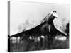 The French-Built Concorde Takes Off on a Trial Flight at Toulouse, France, Dec 6, 1975-null-Stretched Canvas