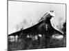 The French-Built Concorde Takes Off on a Trial Flight at Toulouse, France, Dec 6, 1975-null-Mounted Photo