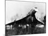 The French-Built Concorde Takes Off on a Trial Flight at Toulouse, France, Dec 6, 1975-null-Mounted Photo