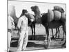 The French Foreign Legion on Manoeuvres, Boudenib, Morocco, 1911-null-Mounted Giclee Print