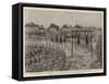 The French in Dahomey, the Execution of Dahomeian Prisoners of War-null-Framed Stretched Canvas