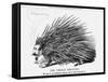 The French Porcupine, 1859-null-Framed Stretched Canvas