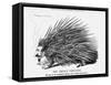 The French Porcupine, 1859-null-Framed Stretched Canvas