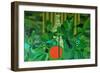 The french vermilion drum, 2012-Timothy Nathan Joel-Framed Premium Giclee Print