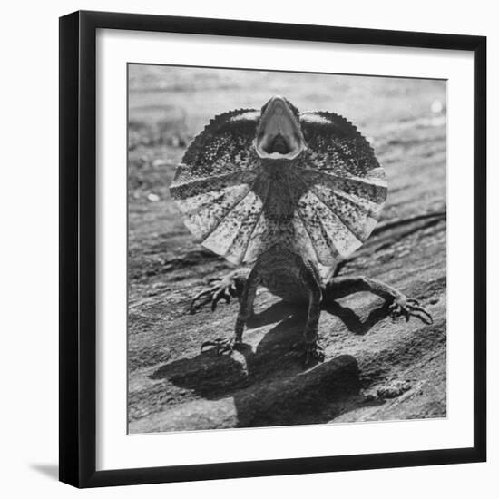 The Frilled Lizard of Australia Opening Its Frill to Ward Off Intruders-Fritz Goro-Framed Premium Photographic Print