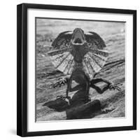 The Frilled Lizard of Australia Opening Its Frill to Ward Off Intruders-Fritz Goro-Framed Photographic Print